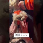 ペット整体 ワンちゃん施術2回目