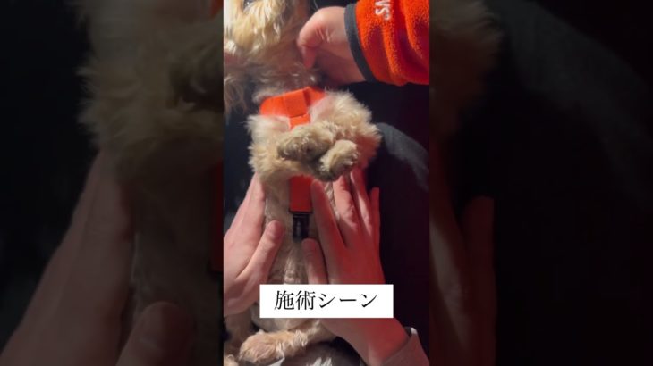 ペット整体 ワンちゃん施術2回目