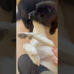 イチャイチャ🐶💥#20250207おうちホテル#ペットホテル#ケージフリー#静岡県袋井市 #ワンコワークス#大型犬#小型犬#中型犬#犬のいる暮らし#イヌバーシティ