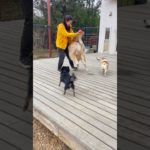 🌞 #20250228おうちホテル#ペットホテル#ケージフリー#静岡県袋井市 #ワンコワークス#大型犬#小型犬#中型犬#犬のいる暮らし#イヌバーシティ