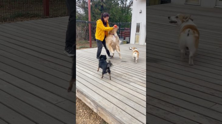 🌞 #20250228おうちホテル#ペットホテル#ケージフリー#静岡県袋井市 #ワンコワークス#大型犬#小型犬#中型犬#犬のいる暮らし#イヌバーシティ