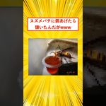 【2ch面白スレ】スズメバチをペットにする猛者が現れるwwww #2ch面白いスレ #2ch