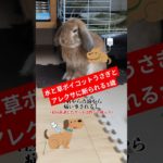 アレクサも人を選ぶようです。#うさぎ#病院 #病気 #動物 #ペット #かわいい#アレクサ #子供 #3歳 #女の子 #育児 #おすすめ #北海道
