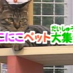 【60fps】いきもの探険隊「にこにこペット大集合！」