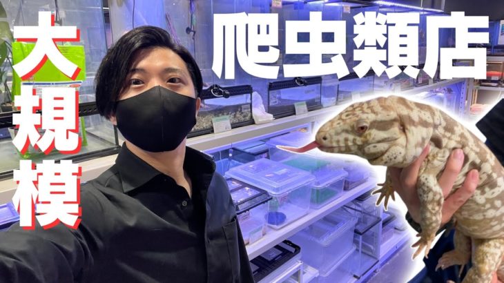池袋駅、徒歩8分にある大型ペットショップの満足度が凄まじい！！