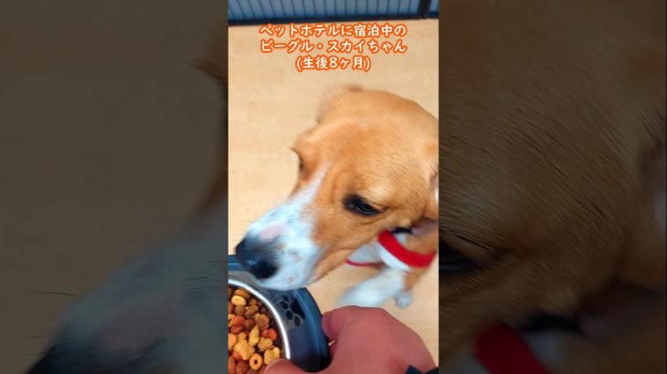 【ペットホテルの過ごし方】ビーグル・スカイちゃん生後8ヶ月 #beagle #dog #pethotel #ビーグル #犬 #ペットホテル #トリミング #佐野市