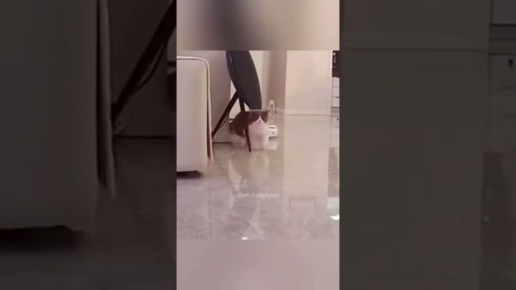 Funny pet#pets #cats #pet cute moments #pet funny moments #people and pets #animals #fpy #foryou