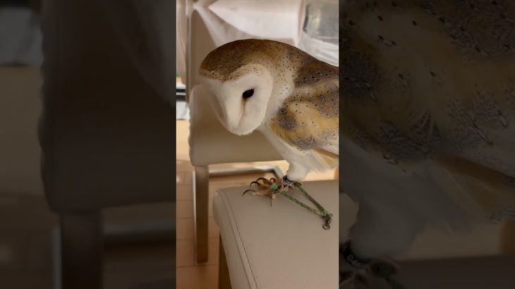 どこ行くの？【HAKUの日常】 #フクロウ #メンフクロウ#owl #ペット#癒し #日常 #ふくろう好き