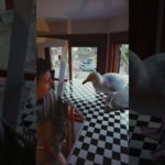 My Pet Seagull Needs To Re-Learn His Patience!!