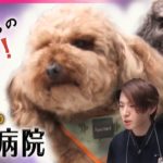 【動物病院まとめ】冷却シートを食べた犬  /  超多忙！巨大動物病院 …現場救う“愛玩動物看護師” / ケガや病気で苦しむペットを救う“新人獣医”　など（日テレNEWS LIVE）