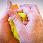 The Hidden Horrors of Buying a Pet Bird