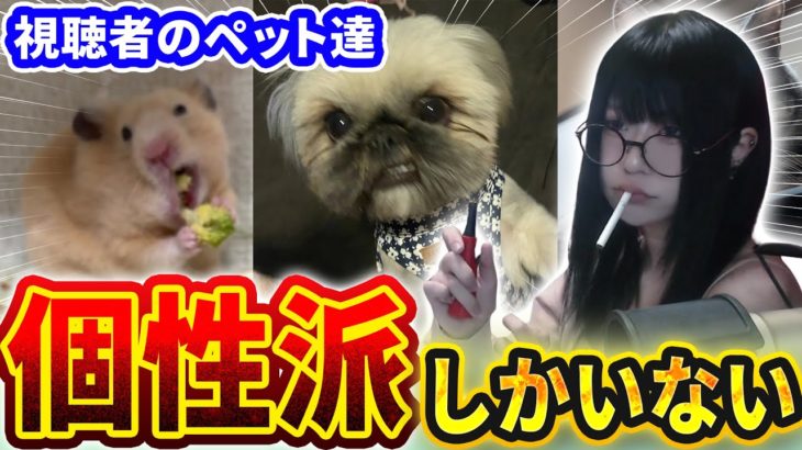 【ペット自慢大会】個性派しかいない‼️リスナーのペットの写真を募集したので皆で観て癒されよう‼️‼️【べあもりゆるも / beamoriyurumo】