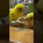 ポツン…#インコ #セキセイインコ #オカメインコ #インコのいる生活 #インコ好き #ペットインコ #鳥 #ペット #インコ動画 #可愛い #癒し #birdlovers #Parrot #遊ぶ