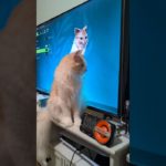 キャラメイクされるとことぶき#catshorts #cat #モンハンワイルズ