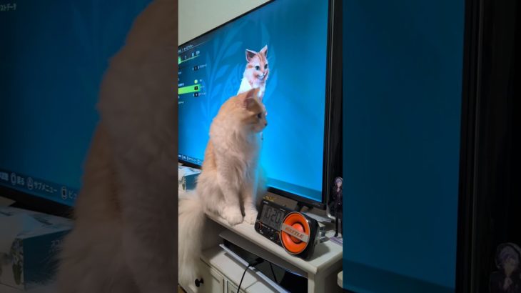 キャラメイクされるとことぶき#catshorts #cat #モンハンワイルズ