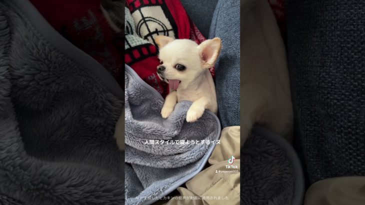 おやすみはるくん😴#ペット動画 #チワワ #こたつ #こたつ大好き #chihuahua #ペット動画 #ペットのいる暮らし