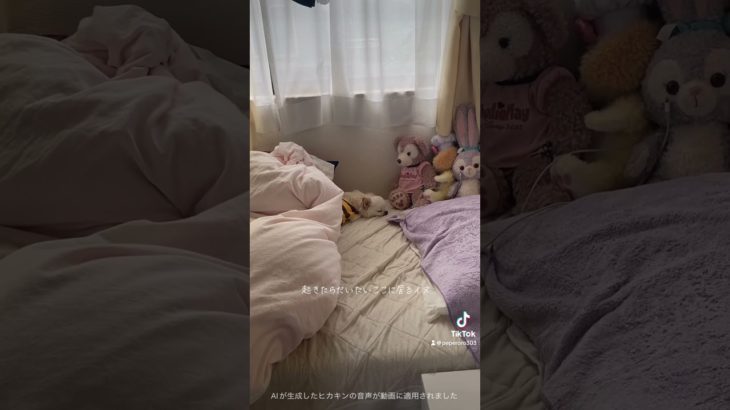 端っこで寝てみる。 #ペット動画 #チワワ #こたつ #こたつ大好き #chihuahua #こてつ #puppy #ペットのいる暮らし