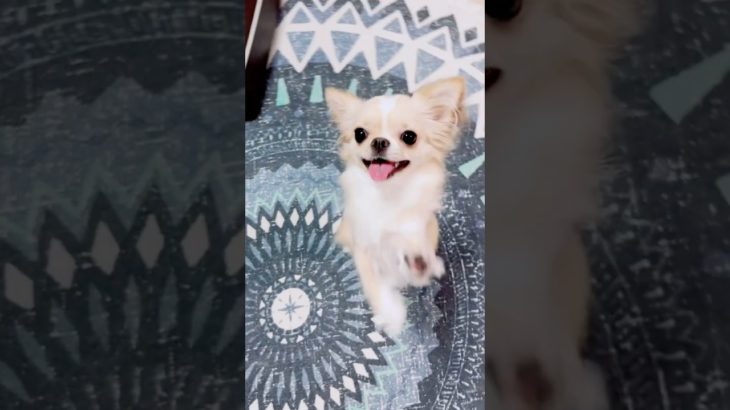 【昔の動画が見れないので再放送】#チワワ #chihuahua #ペット  #可愛い #shorts #チワワちゃん #癒し #pets #cutedog #タイムレス #タイプロ