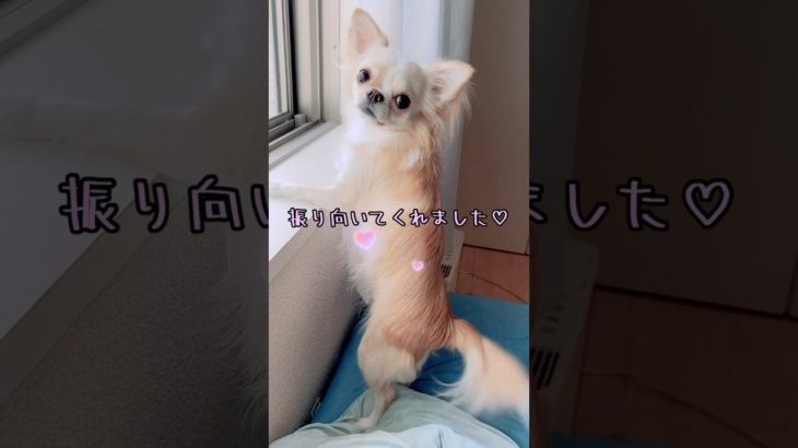 【再放送シリーズ/待つわ】#チワワ #chihuahua #ペット  #可愛い #shorts #チワワちゃん #癒し #pets #cutedog #fyp