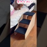 一緒にベッドで寝るようになったのでペットステップ作ってみた#dog #shorts #diy #トイプードル #toypoodle #トイプー #いぬのいる生活 #ペットステップ