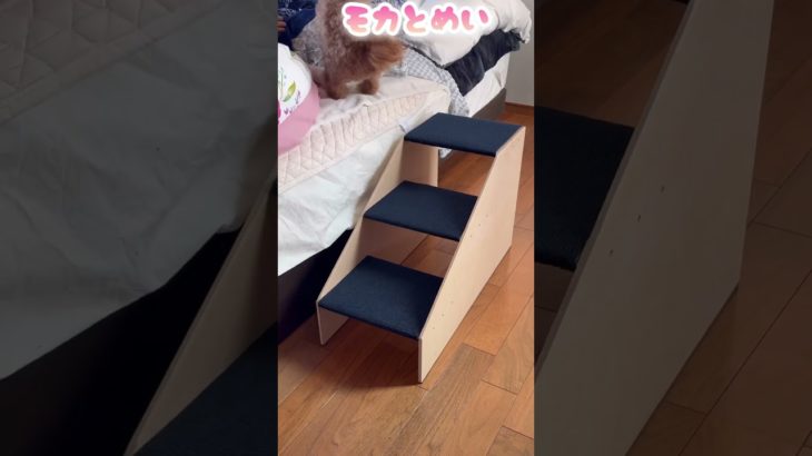 一緒にベッドで寝るようになったのでペットステップ作ってみた#dog #shorts #diy #トイプードル #toypoodle #トイプー #いぬのいる生活 #ペットステップ