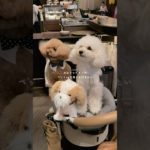 ペットokな宿の案件お待ちしてます🐩（絶対来ない）#犬会