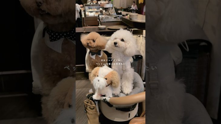 ペットokな宿の案件お待ちしてます🐩（絶対来ない）#犬会