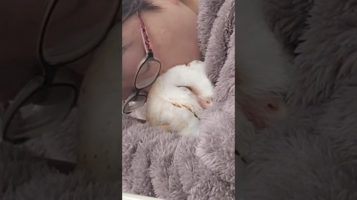 甘えん坊メンフクロウ❤　　　　　　　　#ふくろう #owl #ペット #ペット動画 #メンフクロウ #cute #癒し #フクロウ #love