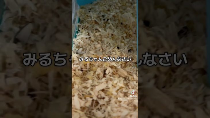 みるちゃん失踪🐹#ハムスター #ハムスターのいる生活 #癒し #pets #ペット #かわいい #可愛い #ゆきみるチャンネル