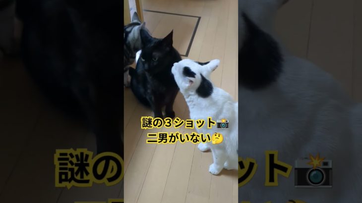 スリーショット集合📸二男はどこへ❓#shorts #ねこ #ペット #兄弟 #アメショー #はちわれ #くろねこ