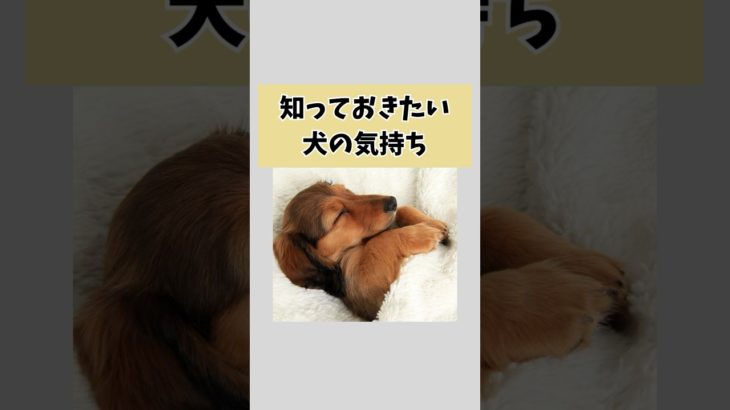 犬の気持ち#shorts #犬 #いぬ #ペット #動物 VOICEVOX:青山龍星