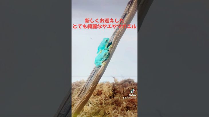 綺麗で可愛すぎるカエル#shorts #animals #ペット #flag