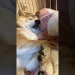 癒される✨　#柴犬 #ペット #shorts #shiba #いやし #こまち #柴犬のいる暮らし