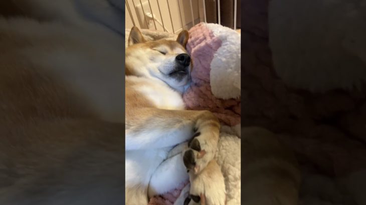 癒される✨　#柴犬 #ペット #shorts #shiba #いやし #こまち #柴犬のいる暮らし