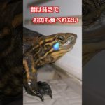 涙がとまらない、、、#short#亀#ペット#ウンキュウ#可愛い#turtle #爬虫類 #怖い#歌#バズる#流行る#人気#かめ#意味が分かると怖い #交通事故#足#焼肉