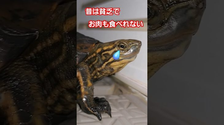 涙がとまらない、、、#short#亀#ペット#ウンキュウ#可愛い#turtle #爬虫類 #怖い#歌#バズる#流行る#人気#かめ#意味が分かると怖い #交通事故#足#焼肉
