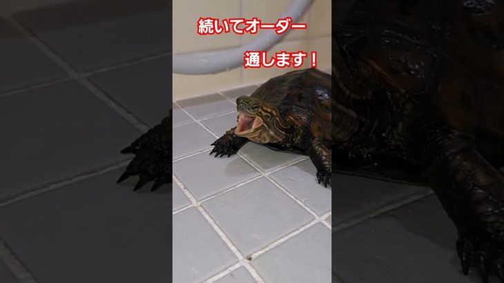 サラダの注文が入りました#short#亀#ペット#ウンキュウ#可愛い#turtle #爬虫類 #かめ#サラダ#注文#おもしろい#爆笑#流行る#人気#笑える#オーダー