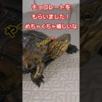 ネズミが死んじゃった🐢💦#short#亀#ペット#ウンキュウ#可愛い#流行る#人気#かめ#turtle #爬虫類 #ネズミ#チョコ#バレンタイン#好き#おもしろい#爆笑 #意味が分かると怖い #怖い