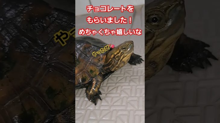 ネズミが死んじゃった🐢💦#short#亀#ペット#ウンキュウ#可愛い#流行る#人気#かめ#turtle #爬虫類 #ネズミ#チョコ#バレンタイン#好き#おもしろい#爆笑 #意味が分かると怖い #怖い