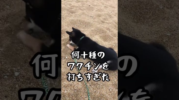 犬のワクチンも気をつけて下さい　#ペット業界の闇