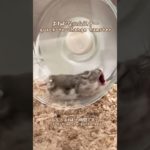 もうおねむなハムスターが可愛い【ててらぼペット部】