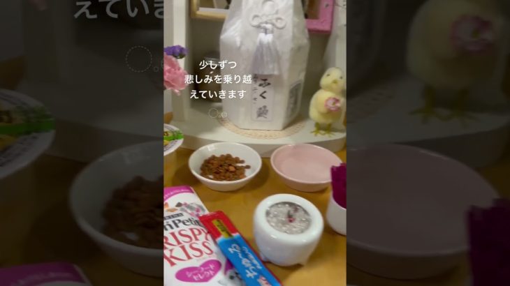 ふくの場所‎◌𓈒𓐍 #愛猫　#ペット　#仏壇　#可愛い猫 #さび猫　#猫のいる暮らし #ありがとう