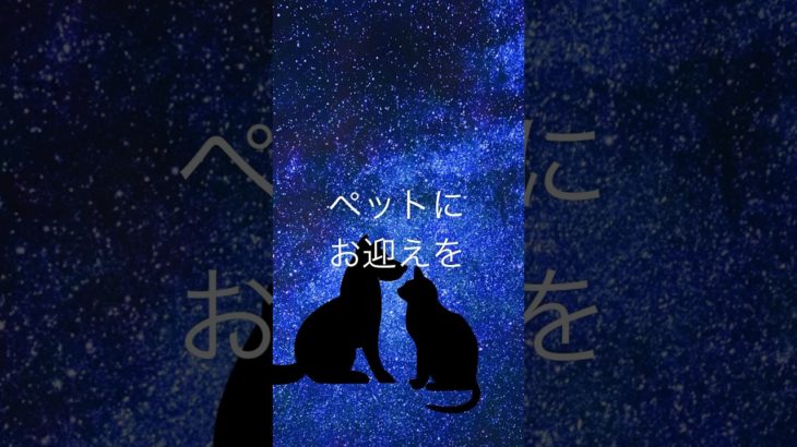 【ペットが苦しそうに見えたら、医療を受けさせた後は、お名前を呼んで応援してください。】 #ペットロス #癒し