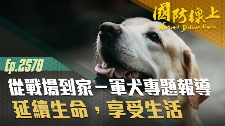 《國防線上-從戰場到家－軍犬專題報導》結束軍旅任務後的緝毒犬們，下一站又在哪呢？