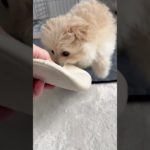 ポメプー　#ペット #いぬのいる生活