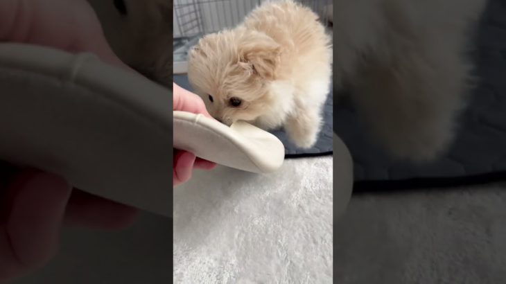 ポメプー　#ペット #いぬのいる生活