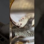 回るの大好きっ子🫶#ファンシーラット #ペット #ネズミ