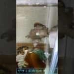 今日も今日とてペットショップ（鮮魚スーパー）に行ってぎだ!!