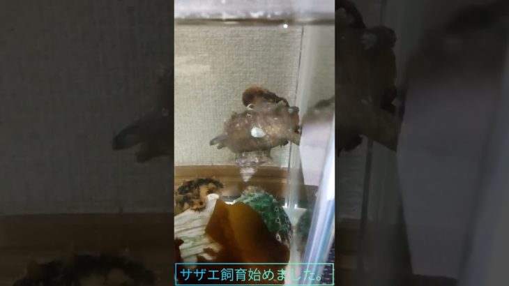 今日も今日とてペットショップ（鮮魚スーパー）に行ってぎだ!!