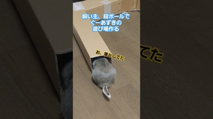 段ボールで遊び場作成　#リチャードソンジリス #ペット #リス #かわいい